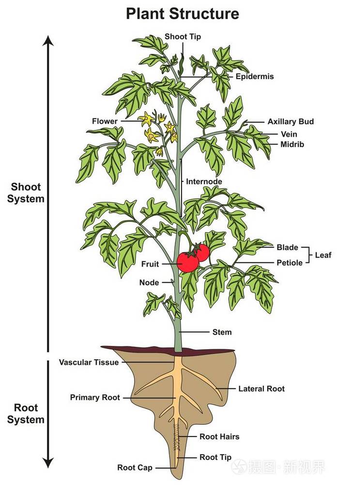 植物结构信息图 包括茎和根系统的所有部分 显示芽 花 果 茎 叶 节 根 毛 尖帽 用于生物科学教育插画 正版商用图片12glj6 摄图新视界