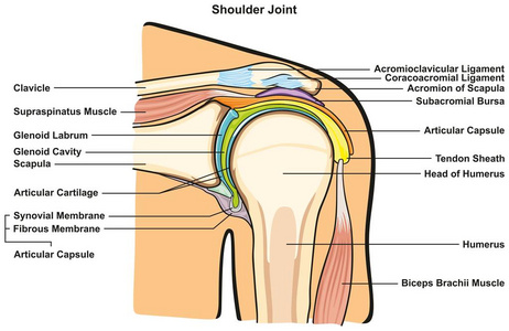 人体肩关节解剖信息图，包括骨骼韧带肌肉囊腔软骨膜等各部分，用于医学教育和保健