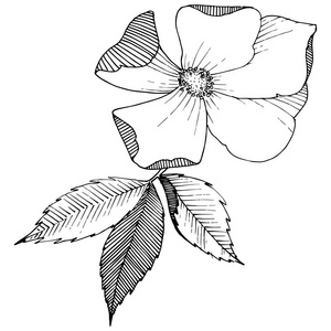 野生玫瑰以矢量风格孤立。 植物的全名玫瑰。 矢量花为背景纹理包装图案框架或边框。