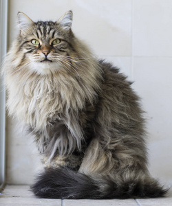 可爱的棕色塔比公猫，有孔毛，西伯利亚纯种牲畜宠物