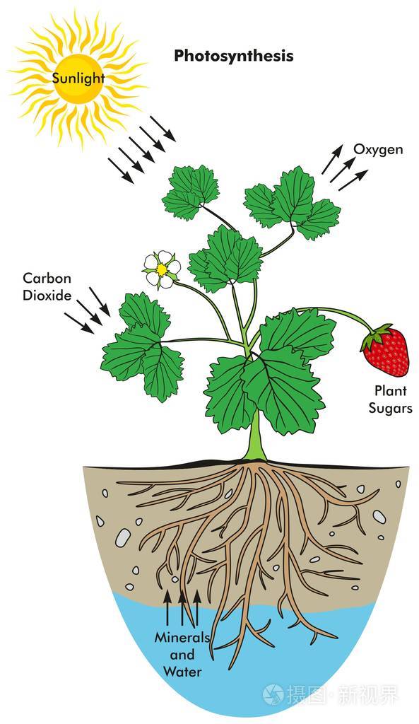光合作用过程信息图表,包括所有涉及的元素,包括阳光,氧气,二氧化碳