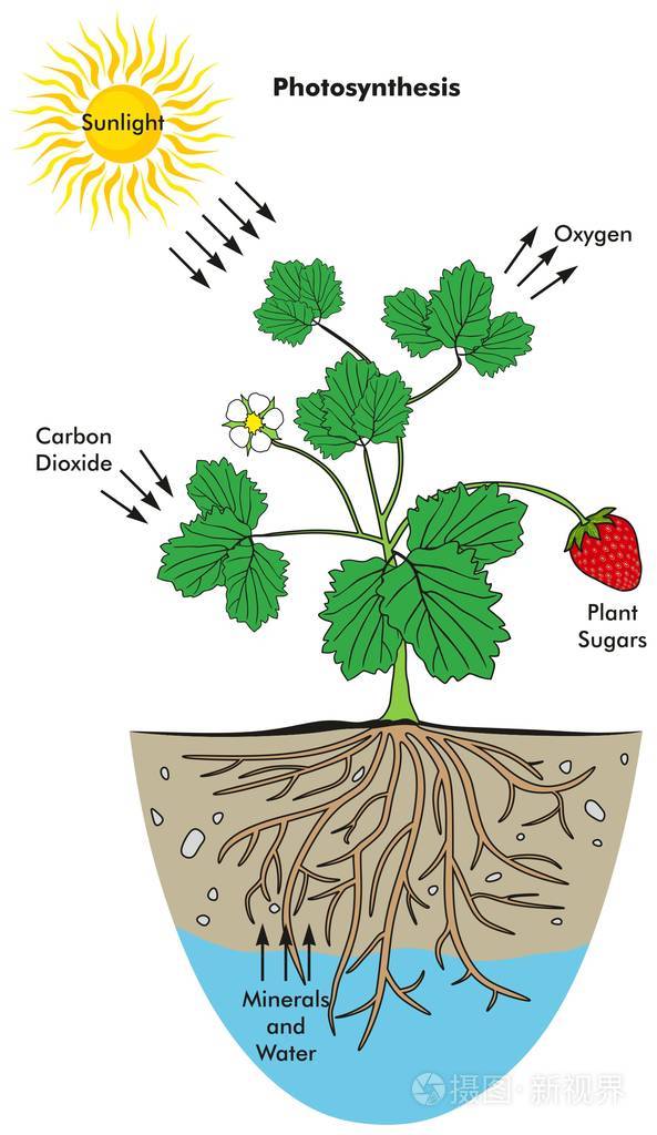 光合作用示意图图片