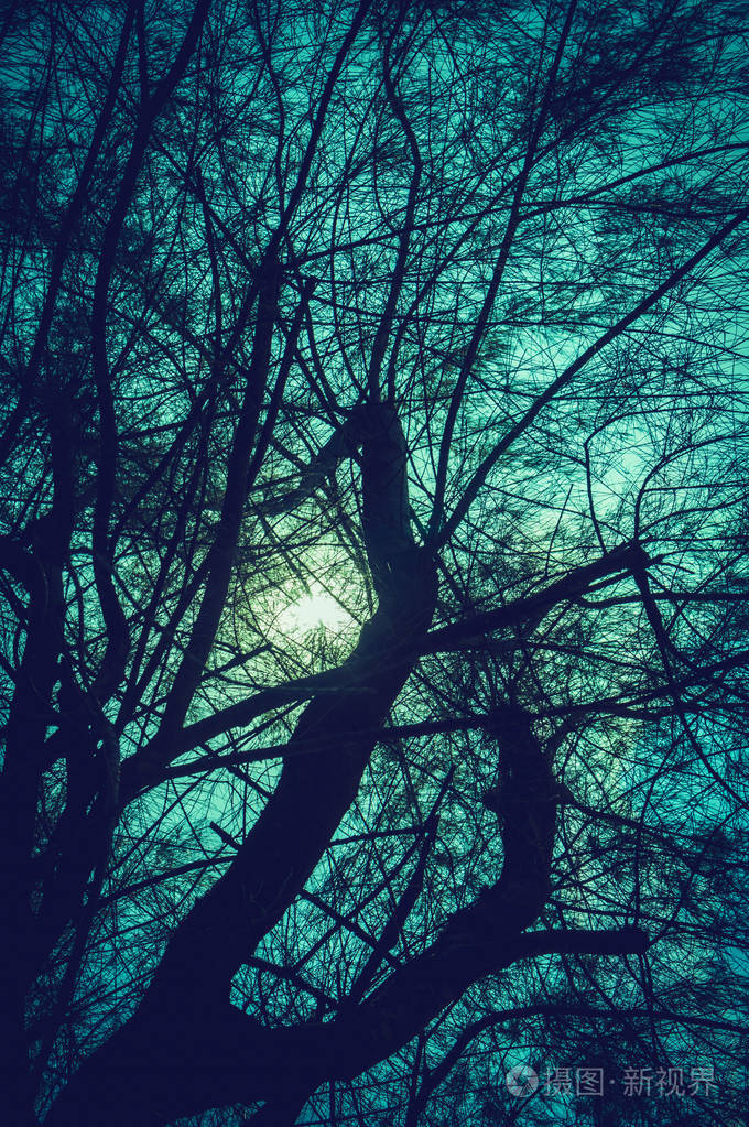 夜晚的户外,月光透过树枝.泰尔和橙色过滤器.