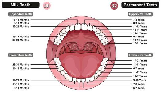 牛奶和恒牙信息图表的比较，显示儿童和成人在医学科学教育和保健方面的牙齿概念