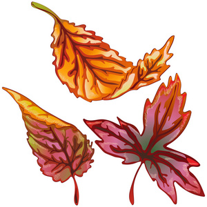 矢量秋黄和红叶。 叶植物植物园花叶。 孤立的插图元素。 背景纹理包装图案框架或边框的矢量叶。
