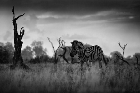 s zebra, Equus quagga burchellii, Nxai Pan National Park, Botswa
