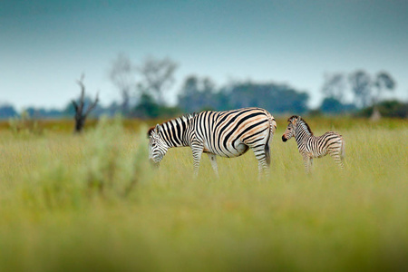 s zebra, Equus quagga burchellii, Nxai Pan National Park, Botswa