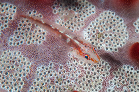 一只金色的水母木瓜在印度尼西亚的拉贾安帕特浅水中滑行.