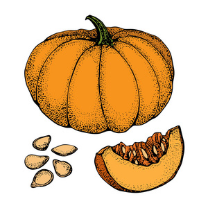 南瓜矢量绘图集. 用切片和种子分离的手绘物体. 蔬菜卡通风格插图.
