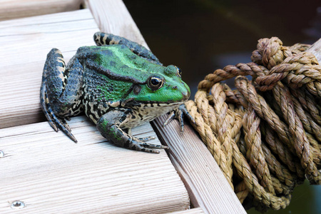 s Frog. Close Up Profile Portrait Of A Beautiful Iberian Green F