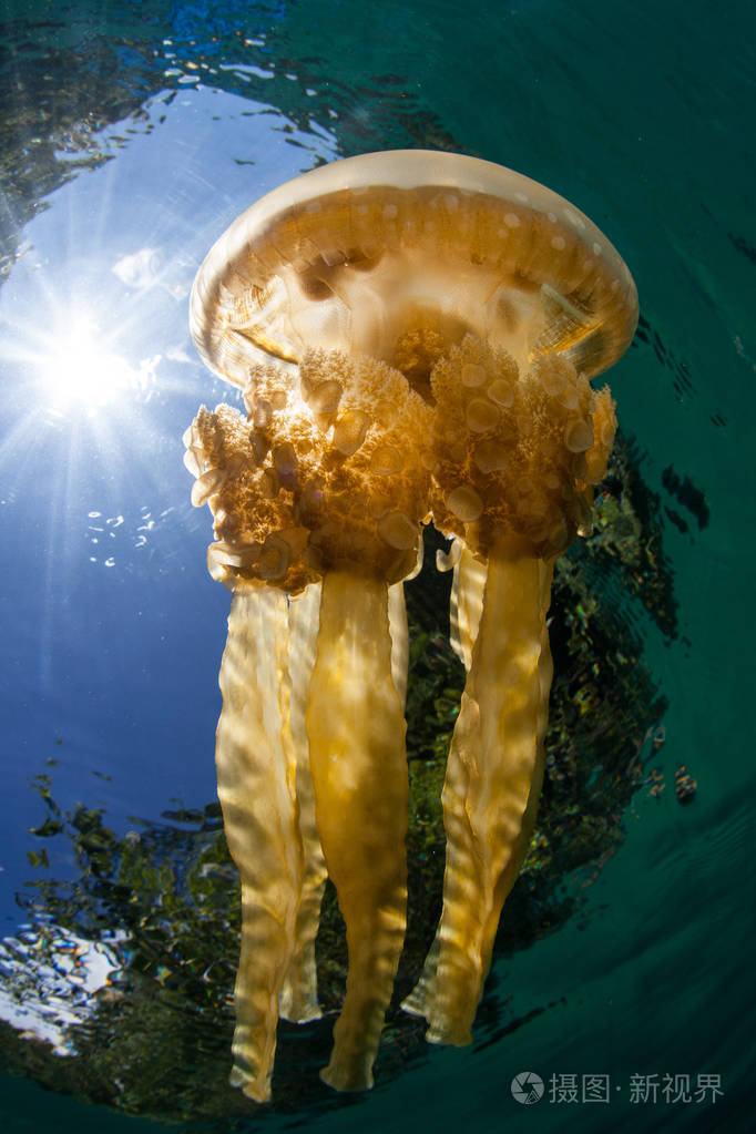 一只金色的水母木瓜在印度尼西亚的拉贾安帕特浅水中滑行由于其惊人的