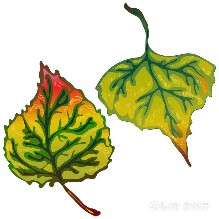 杨树的矢量秋叶叶植物植物园花叶孤立的插图元素背景纹理包装图案框架