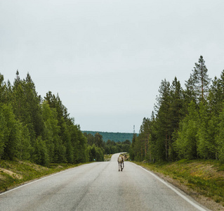芬兰拉普兰，一只孤独的驯鹿在路上行走