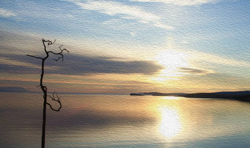 黎明时分海湾孤独树的剪影. 日落时水中的旧干树干.