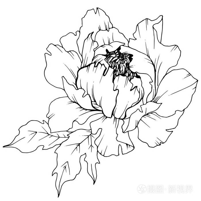 野花牡丹在病媒风格孤立。 植物全名牡丹。 矢量花为背景纹理包装图案框架或边框。