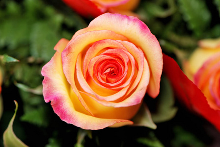 接近美丽的盛开的橙色玫瑰图片