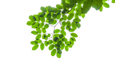 白色背景上孤立的绿叶. 天然春叶在园林植物夏季.照片