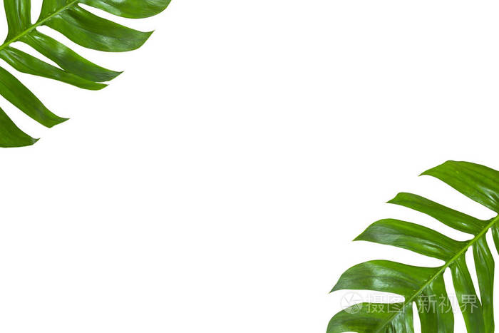 绿叶或森林的热带棕榈叶,从白色背景中分离出来的叶子