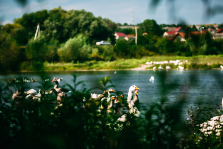 一只美丽的鹅群在河里游泳和放牧。从岸边看鸟