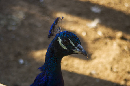 印度孔雀是印度教和希腊神话中的著名鸟类，是印度的国家鸟类。