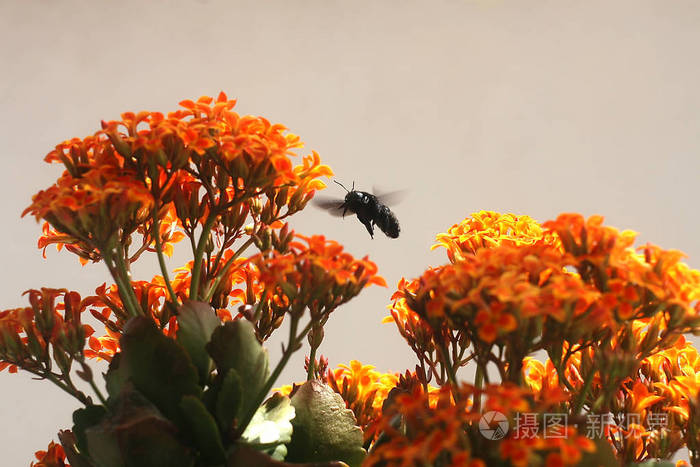 桔梗花橙黄色的大黄蜂