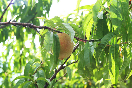 树上的桃子. 桃子是一种水果,为人们提供了大量的维生素和健康.照片