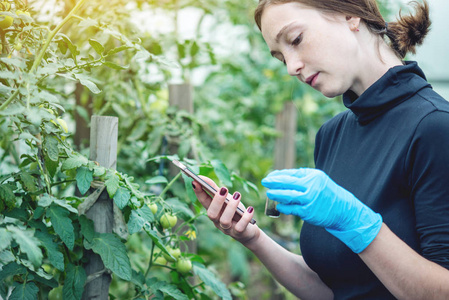 妇女专家农艺师拿着土壤样本和药片. 概念环保农场生产没有硝酸盐.