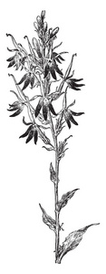 一张图片，显示中提琴三色复古线绘图或雕刻插图花瓣上的细胞组。