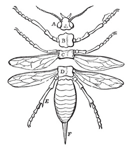 春尾是一个科卷昆虫，复古线绘图或雕刻插图。