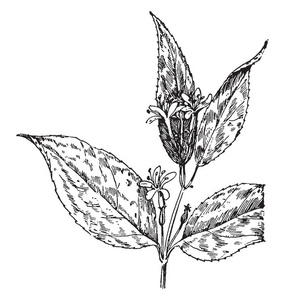 这张图片显示了草的一部分或花的复古线绘图或雕刻插图。