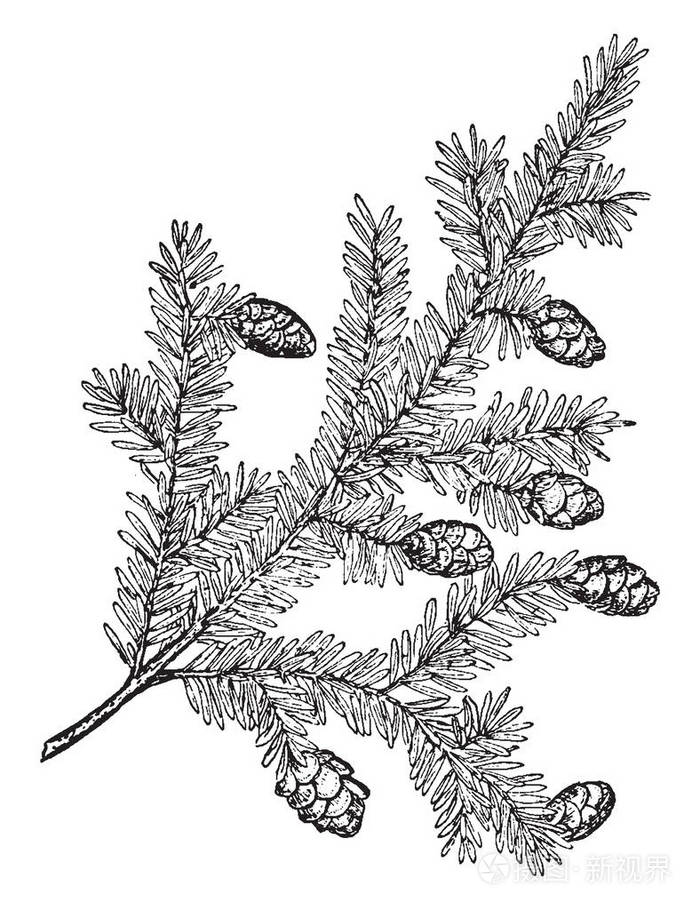 叶子是简单的交替边缘尖锐和双齿复古线绘图或雕刻插图.