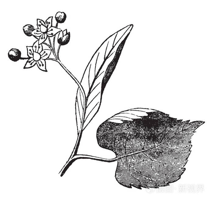 一种用来储存茶叶的邮袋,留下老式的线条画或雕刻插图.