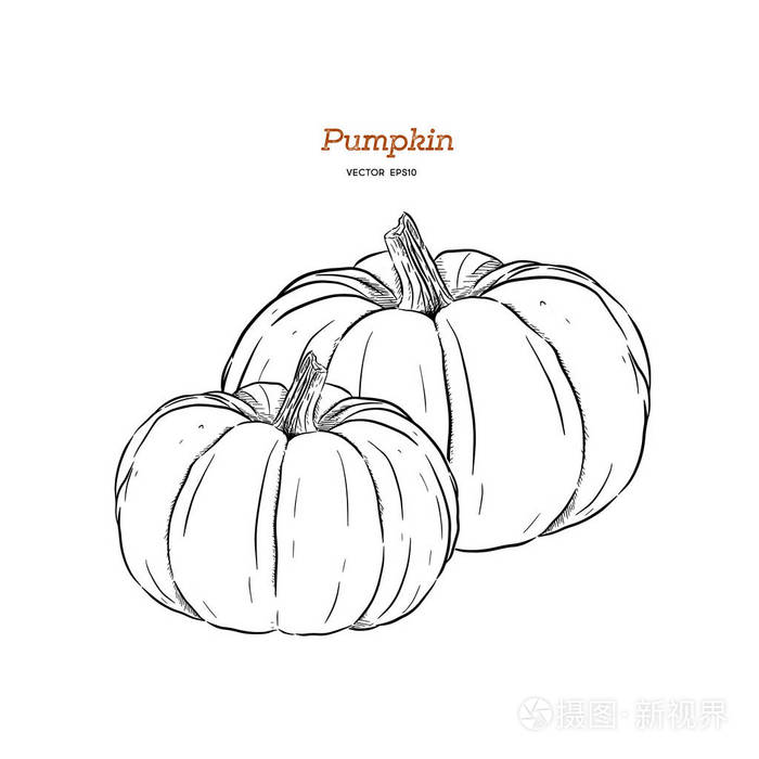 南瓜矢量绘图孤立的手绘物体蔬菜雕刻风格插画详细素食小品农场市场