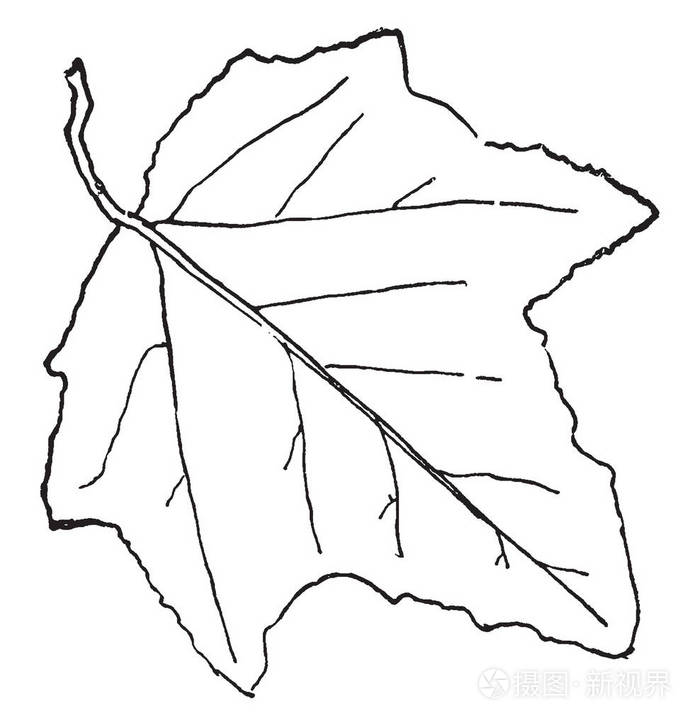 插画 英国车前子是车前子科车前子科有开花植物的一种,有复古的线描或