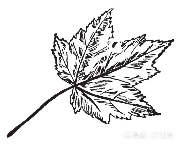 s leaves are simple and alternative, vintage line drawing or eng