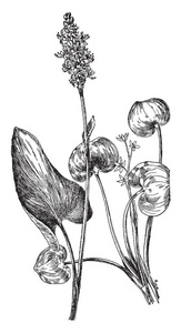 一张图片显示了一种窄叶箭头植物，有芽白花和花粉粒，其中雄蕊和花丝是老式的线条绘制或雕刻插图。