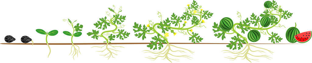 西瓜从种子,发芽到收获的生长阶段照片