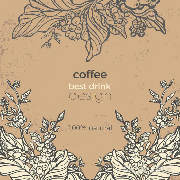 插画 矢量写实树枝的咖啡树叶豆丛植物手绘模板包复古横幅素描艺术