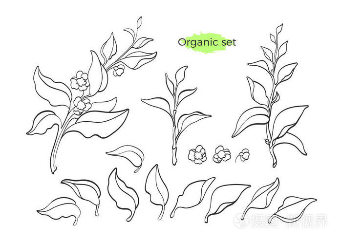 健康新鲜饮料艺术线插图分离白色背景素食生物食品插画-正版商用图片