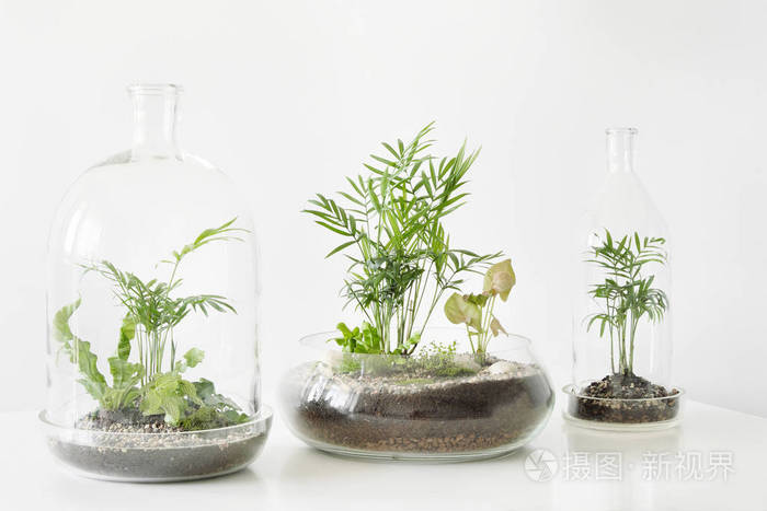 很少有绿色植物在锅里由一个玻璃圆顶瓶保护在白色背景