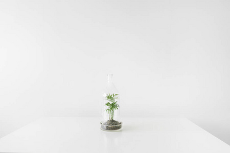 白色背景玻璃球瓶保护的花盆中的绿色植物