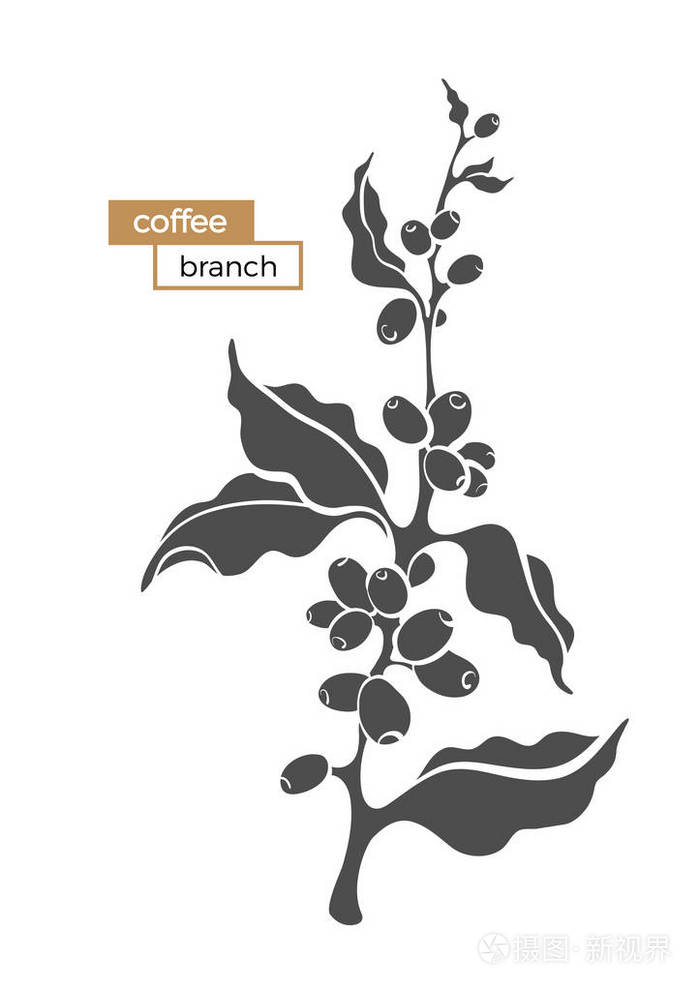 矢量咖啡枝 叶 和咖啡豆 植物形状图设计 现实植物 生态食品 自然背景 有机饮料 黑色轮廓插图 白色背景eps10插画 正版商用图片12i1y6 摄图新视界