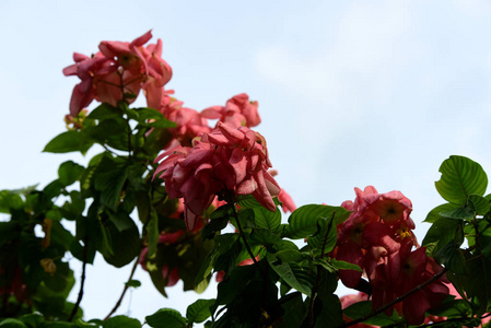 花园里五颜六色的花。梅花盛开。花园里美丽的花在夏天绽放。点缀着正式的花园。 公园。 美丽的花园。