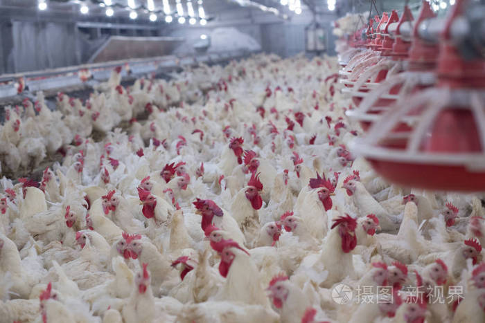 家禽养殖场和鸡肉。 以养殖肉白鸡为目的的养殖住宅。 活鸡肉和鸡蛋生产在一个储藏室。