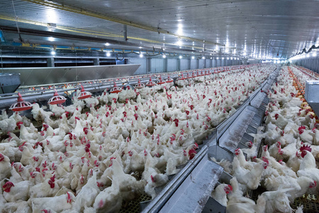 家禽养殖场和鸡肉。 以养殖肉白鸡为目的的养殖住宅。 活鸡肉和鸡蛋生产在一个储藏室。