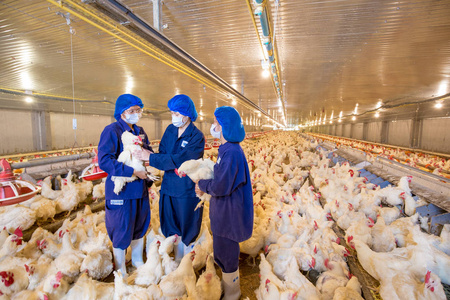 家禽养殖场和鸡肉。 以养殖肉白鸡为目的的养殖住宅。 活鸡肉和鸡蛋生产在一个储藏室。