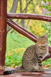 坐在木凳上享受午后阳光的野猫图片