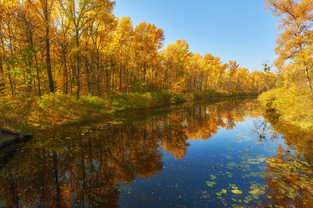 秋日的五彩缤纷的树木，在清晨的阳光下映在宁静的河流中