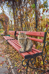 坐在木凳上享受午后阳光的野猫图片