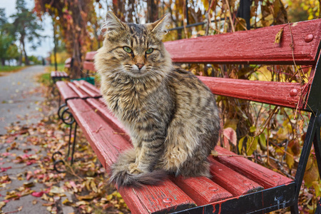 坐在木凳上享受午后阳光的野猫图片